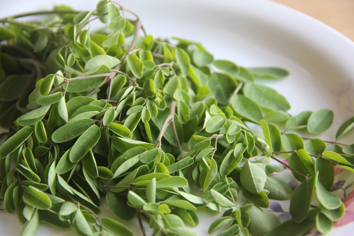 Was ist Moringa-Pulver und wie kann ich es verwenden?